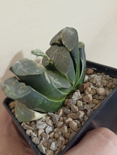 Haworthia Truncata Variegata - Зображення 2
