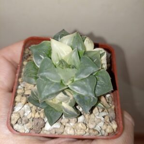 Haworthia Paradise Flower Variegata