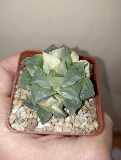 Haworthia Paradise Flower Variegata