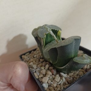 Haworthia Truncata Variegata