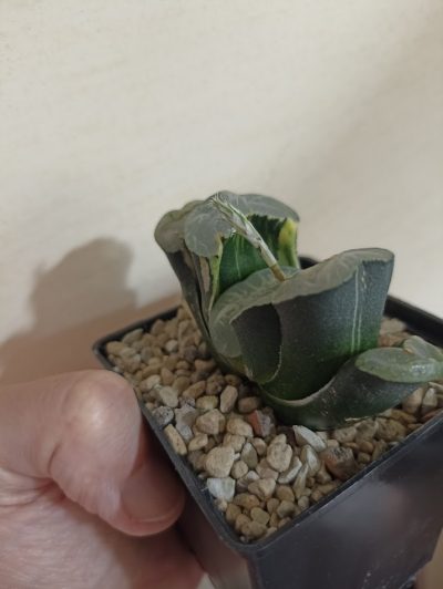 Haworthia Truncata Variegata
