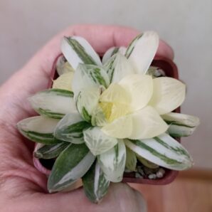 Haworthia Obtusa Marin Variegated