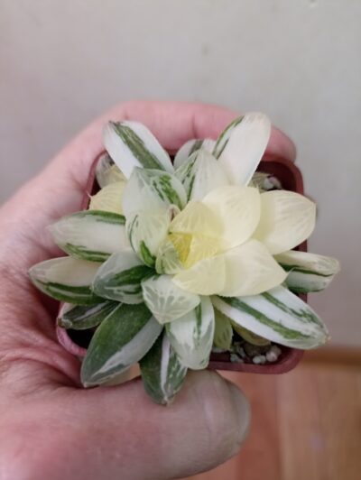 Haworthia Obtusa Marin Variegated