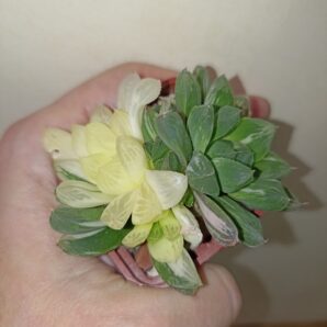 Haworthia Obtusa Marin Variegated