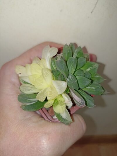 Haworthia Obtusa Marin Variegated