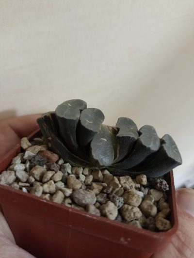 Haworthia Truncata Variegata - Зображення 2