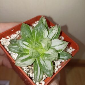 Haworthia Obtusa Marin Variegated