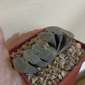 Haworthia Truncata Variegata