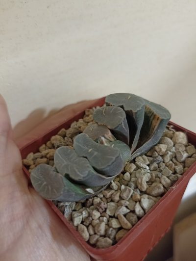 Haworthia Truncata Variegata