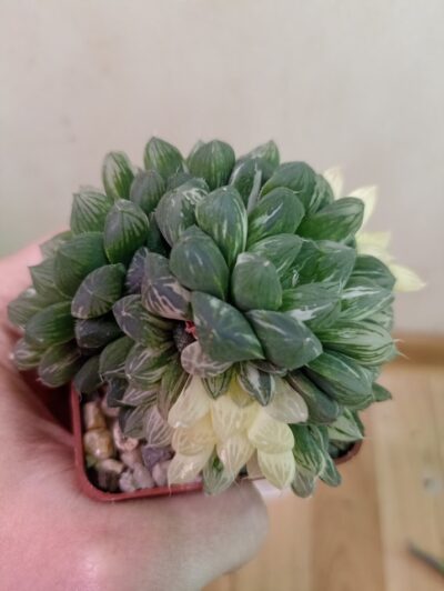 Haworthia Obtusa Marin Variegated - Зображення 2