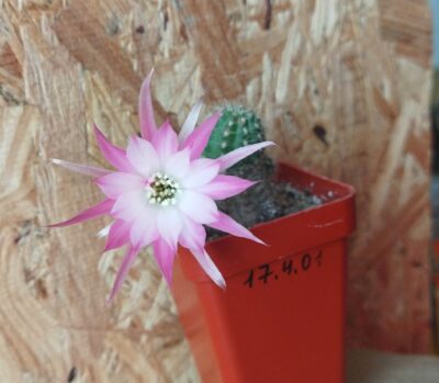 Chamaecereus hybrid Pan17.4.01 - Зображення 3