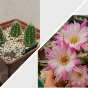 Chamaecereus hybrid Pan17.4.01