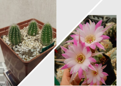Chamaecereus hybrid Pan17.4.01