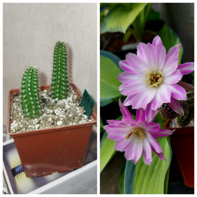 Chamaecereus hybrid Pan17.4.68. Крупноквітковий.