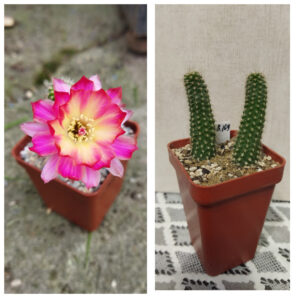 Chamaecereus hybrid Prince 17.8.109 | 15