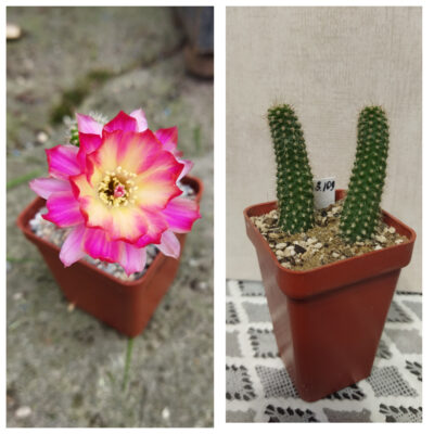 Chamaecereus hybrid Prince 17.8.109