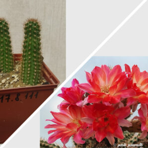 Chamaecereus hybrid Nama Pan17.8.111