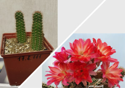 Chamaecereus hybrid Nama Pan17.8.111