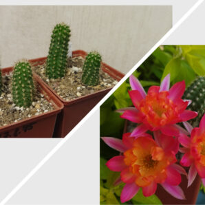 Chamaecereus hybrid Anubi Pan17.8.45