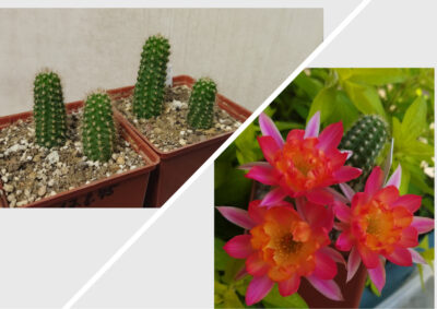Chamaecereus hybrid Anubi Pan17.8.45