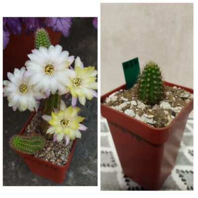 Chamaecereus hybrid Pan17.8.76