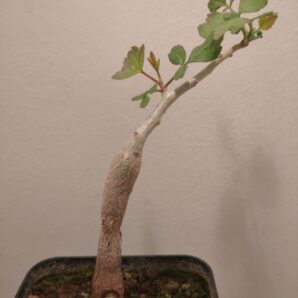 Commiphora dulcis