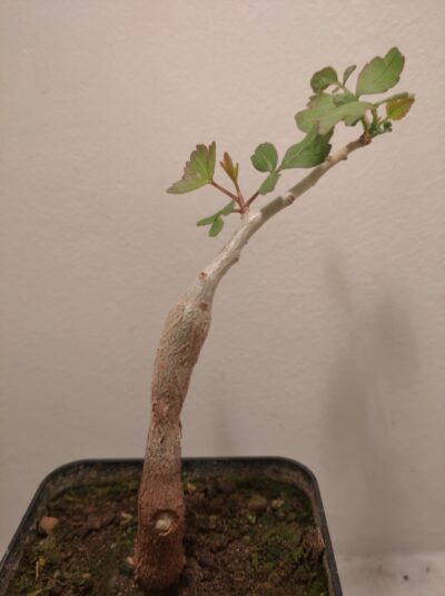 Commiphora dulcis