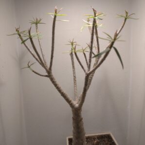 Euphorbia balsamifera