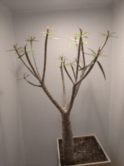 Euphorbia balsamifera