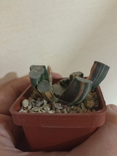 Haworthia Maughanii Variegata - Зображення 2