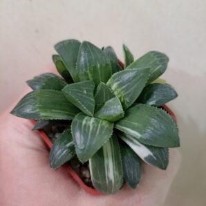 Haworthia heidelbergensis variegated