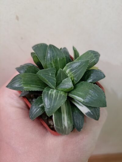 Haworthia heidelbergensis variegated