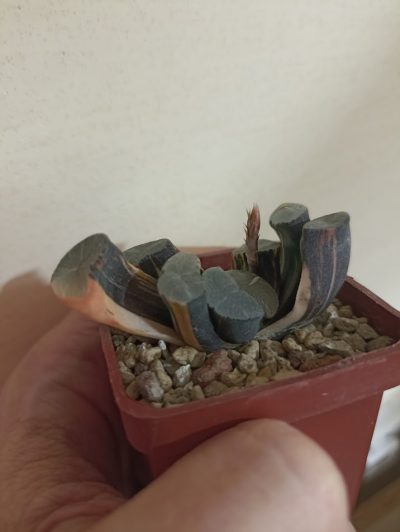 Haworthia Maughanii Variegata