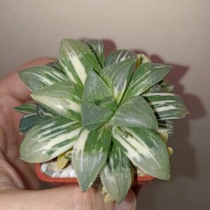 Haworthia heidelbergensis variegated
