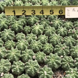 Aztekium ritteri
