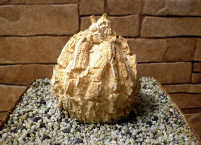 Gonolobus (Matelea) cyclophyllus №1 - Зображення 3