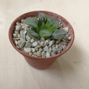 Haworthia Atrofusca Mutant Watermelon Variegated