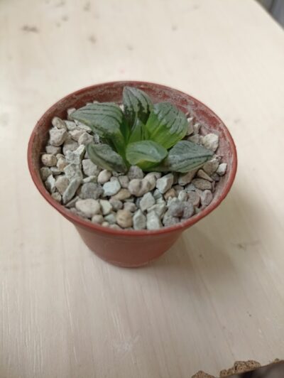 Haworthia Atrofusca Mutant Watermelon Variegated