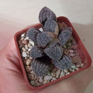 Haworthia Mordor Variegated