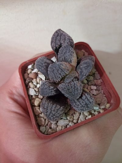 Haworthia Mordor Variegated