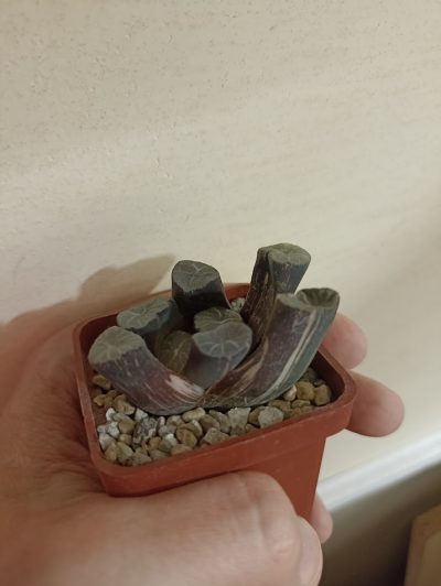Haworthia Maughanii Variegata - Зображення 3