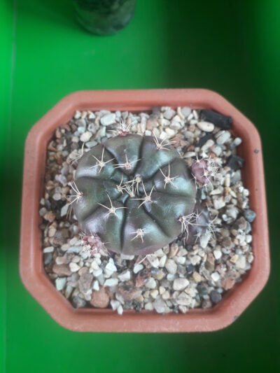 Gymnocalycium damsii