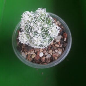 Mammillaria sp.