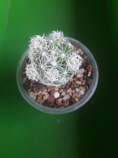 Mammillaria sp.