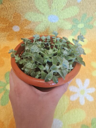 Graptopetalum paraguayense - Зображення 3
