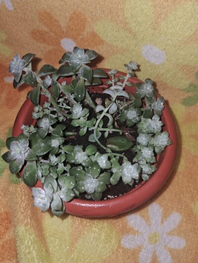 Graptopetalum paraguayense - Зображення 2