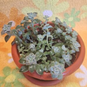 Graptopetalum paraguayense