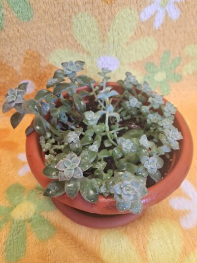 Graptopetalum paraguayense