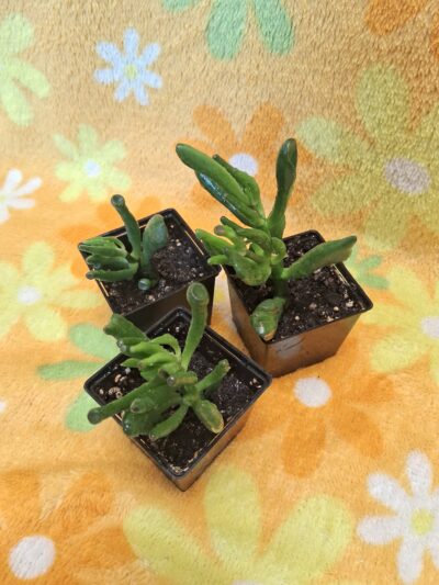 Crassula ovata ( Hobbit ) - Зображення 2