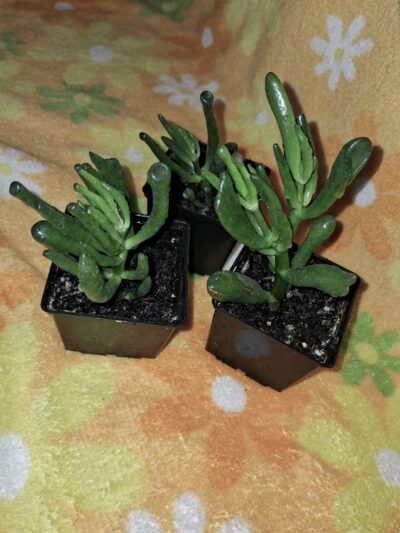 Crassula ovata ( Hobbit ) - Зображення 3